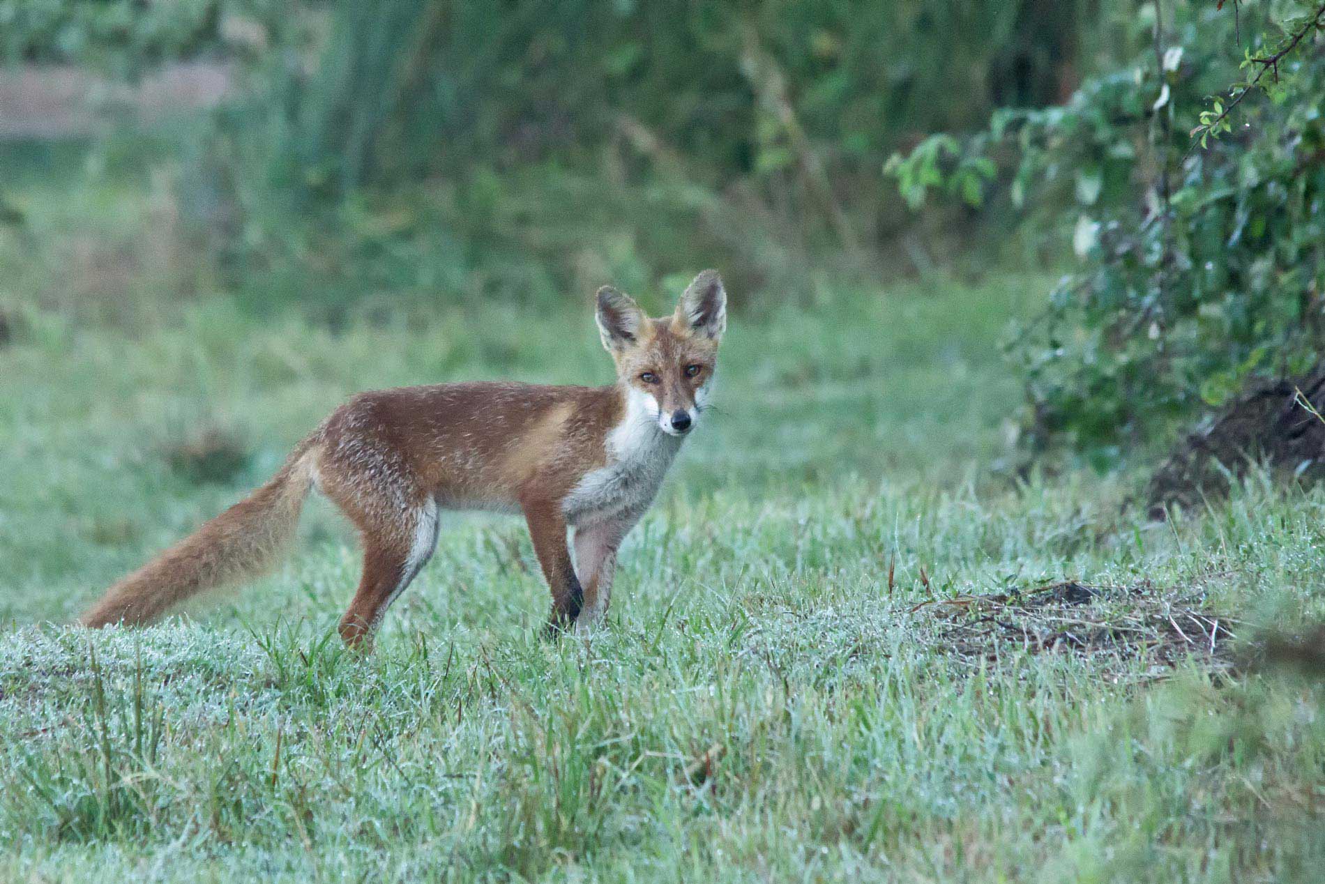 Giovane Volpacchiotto.